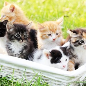 籠に入った色んな種類の子猫