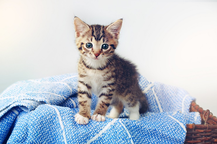 猫がかわいい理由徹底解明 なぜ猫はかわいいのか 子猫から老猫のかわいい理由を徹底解明 猫との暮らし大百科