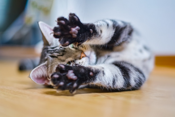 猫がかわいい理由徹底解明 なぜ猫はかわいいのか 子猫から老猫のかわいい理由を徹底解明 猫との暮らし大百科