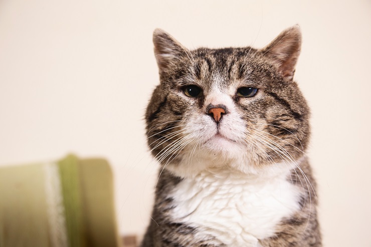 猫がかわいい理由徹底解明 なぜ猫はかわいいのか 子猫から老猫のかわいい理由を徹底解明 猫との暮らし大百科