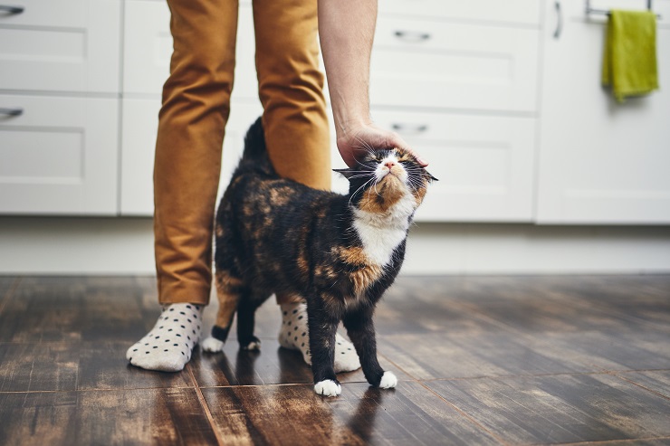 足元でスリスリする子猫