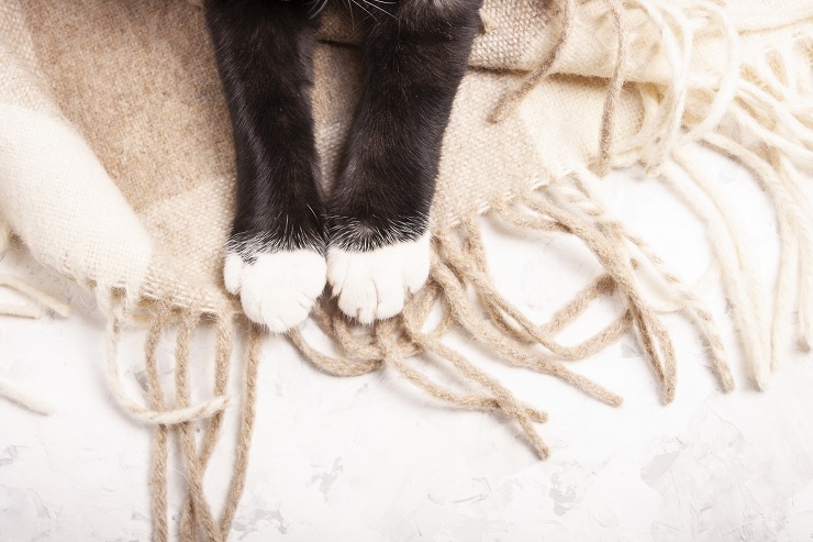 白いソックスを履いたような猫の前足
