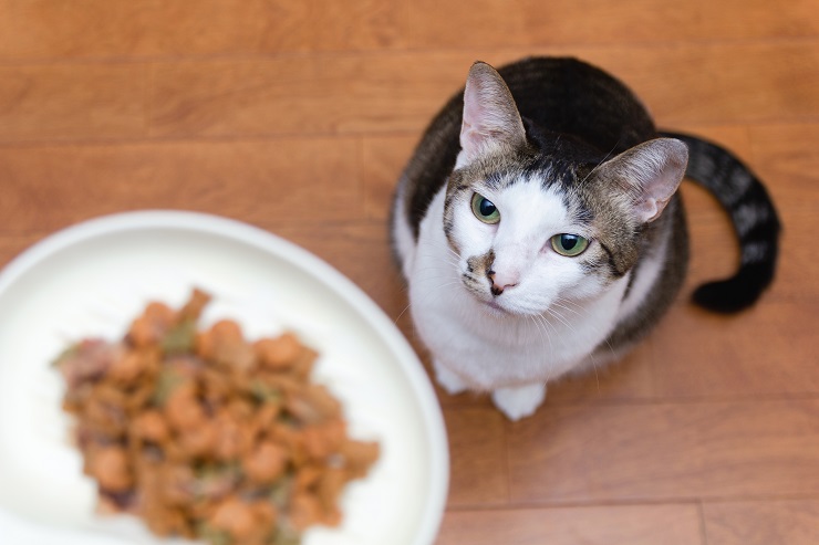 ごはんを待っている猫