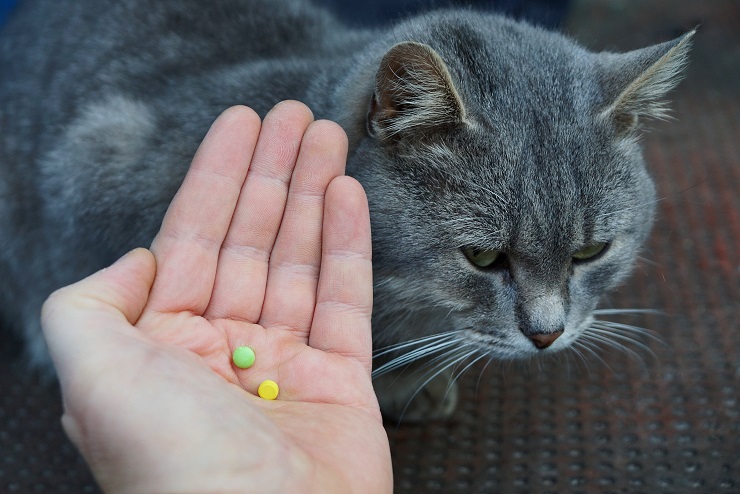 錠剤を持つ飼い主の傍らにいる猫