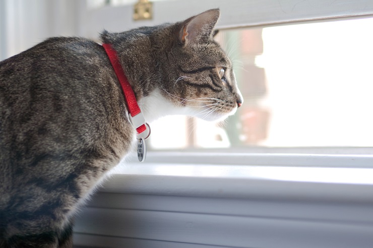 窓辺から外を眺める猫
