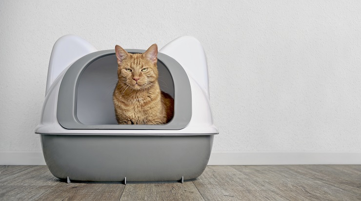 トイレにいる猫