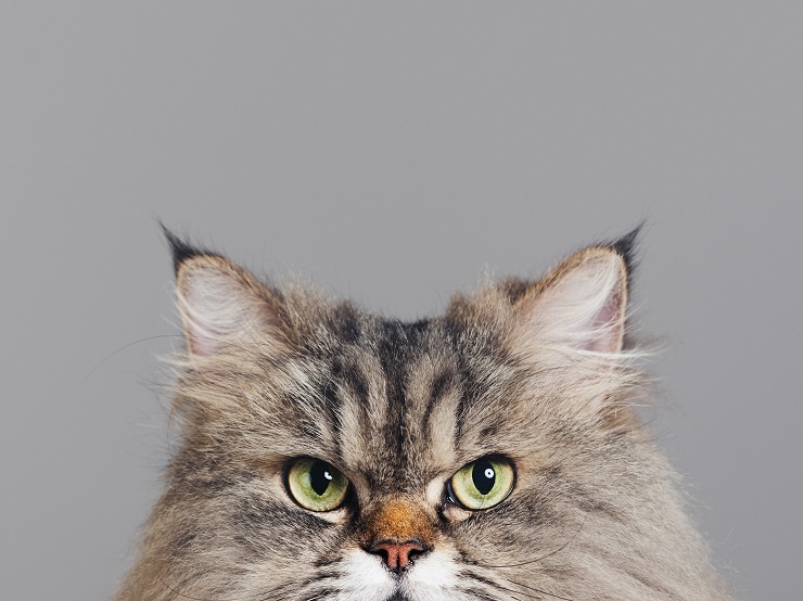 耳がピンッと立った猫