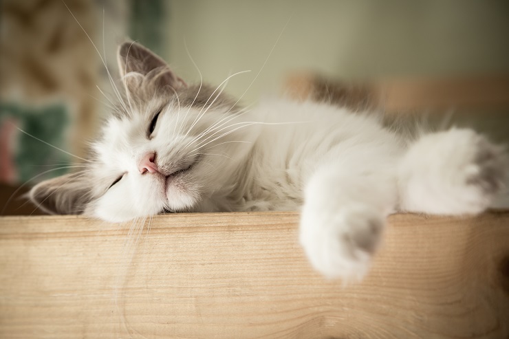 ぐったり眠る猫