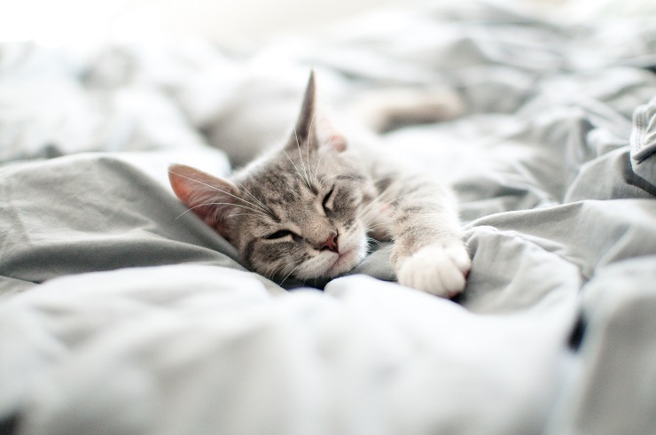ベッドの上で眠る猫