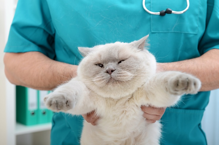 診察を受ける猫