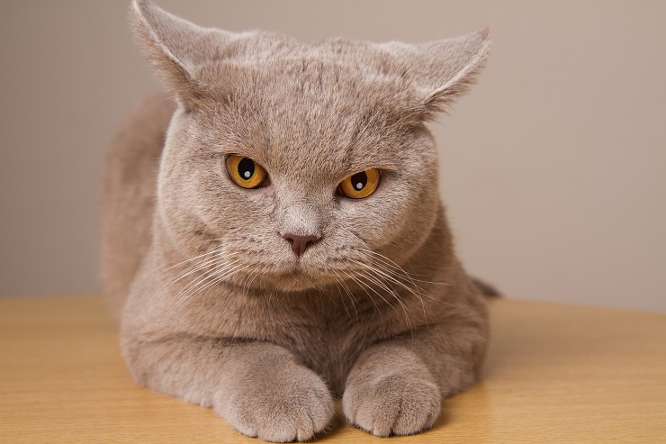 耳の形で猫の気持ちがわかる イカ耳 って何 猫との暮らし大百科