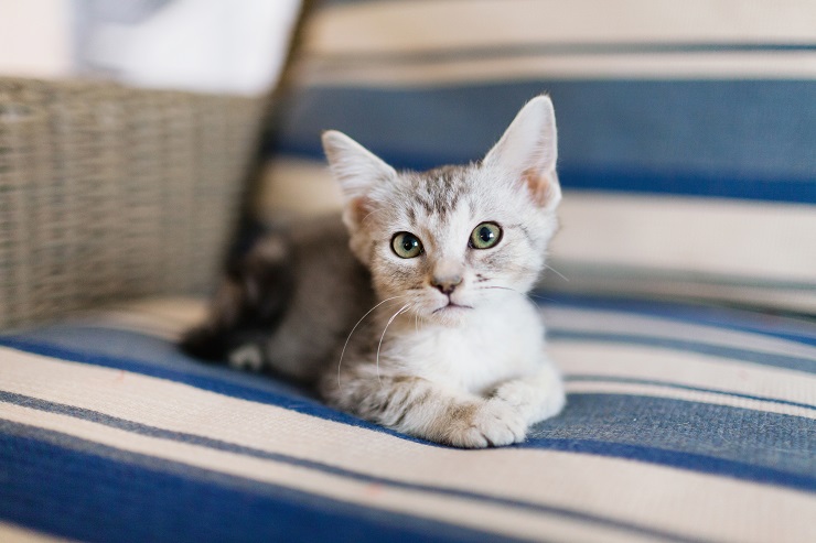 ソファの上からこちらを見つめる猫