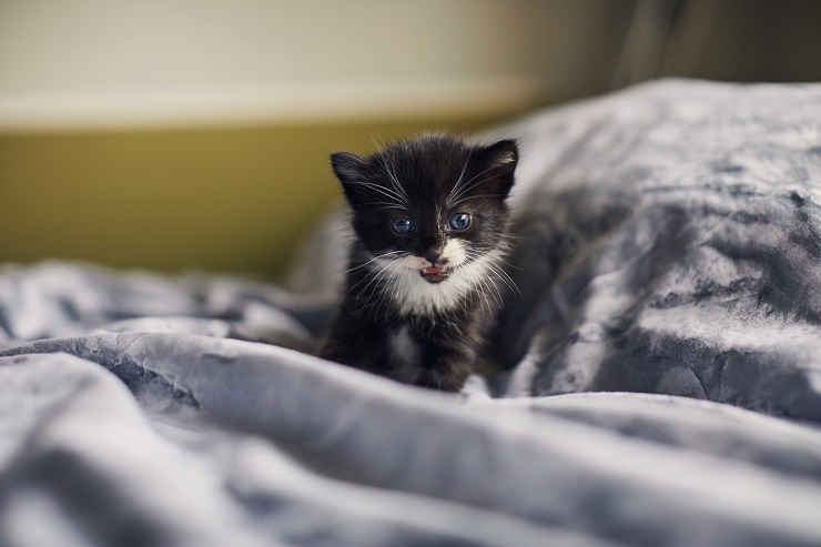 ベッドの上で鳴く子猫