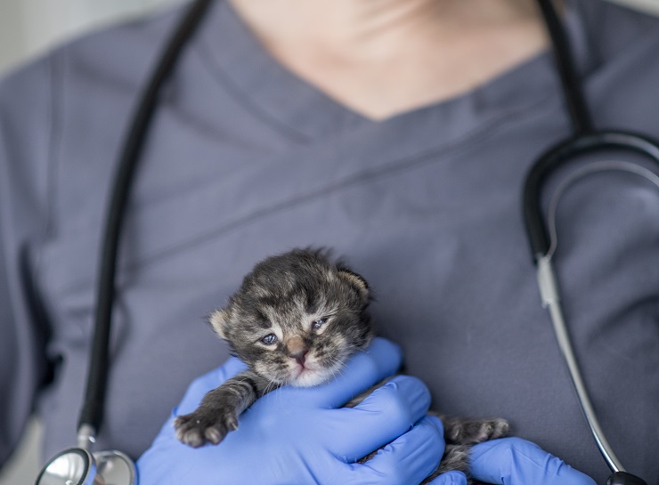 獣医師の腕に抱かれる子猫