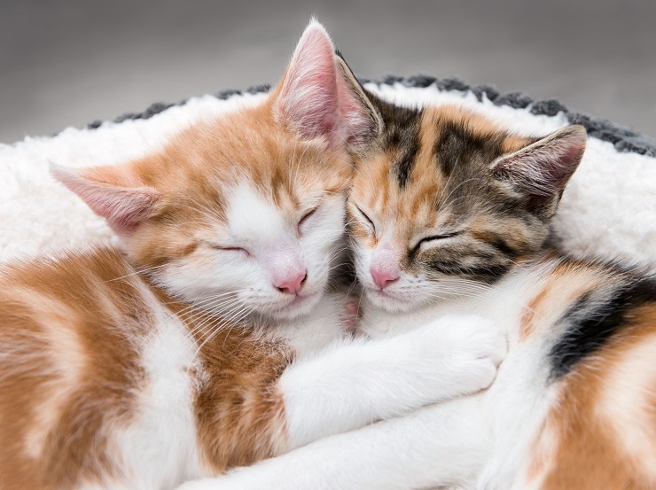 抱き合って眠る２頭の猫