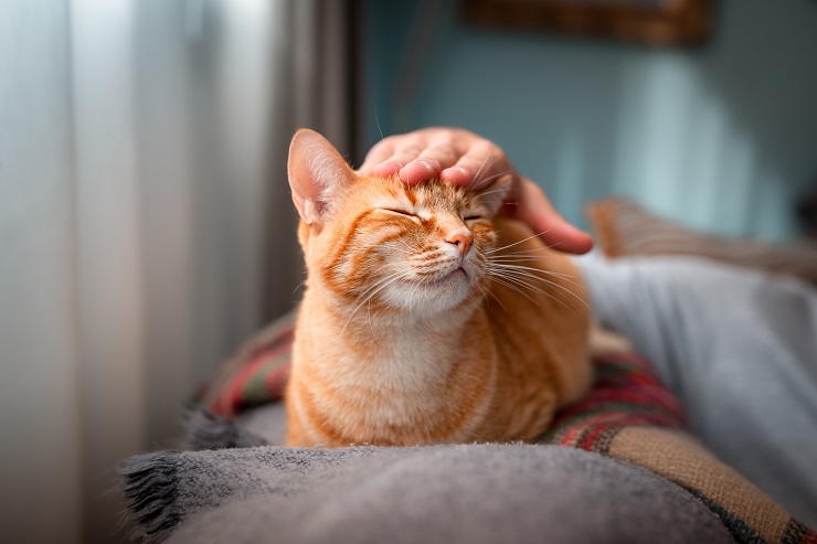 頭をなでられる猫