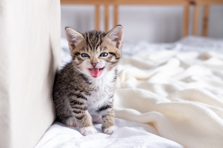 猫の鳴き声 種類別の猫の感情としつけなど 猫との暮らし大百科