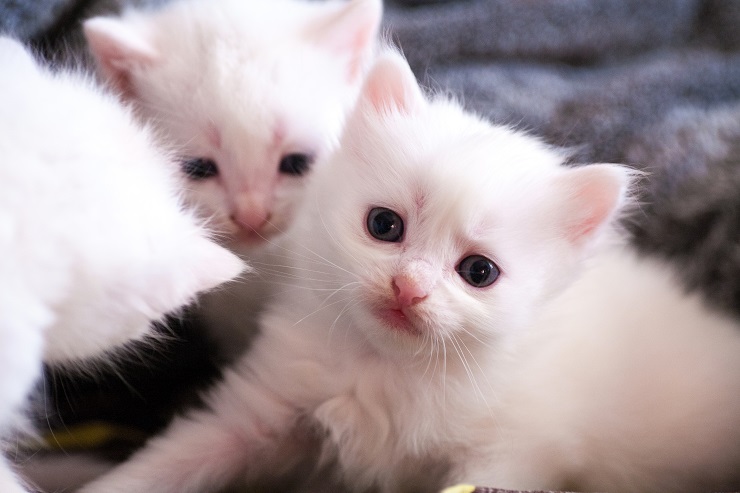 猫の鳴き声 種類別の猫の感情としつけなど 猫との暮らし大百科