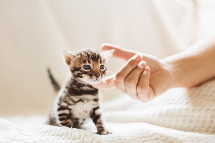 猫がかわいい理由徹底解明 なぜ猫はかわいいのか 子猫から老猫のかわいい理由を徹底解明 猫との暮らし大百科