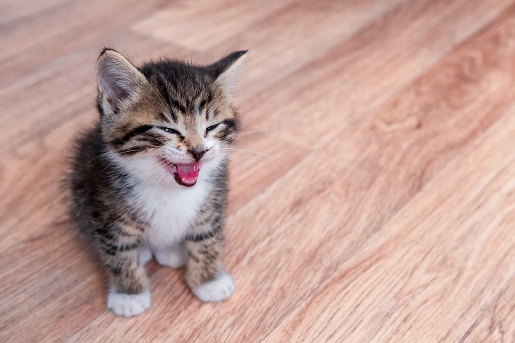 猫がかわいい理由徹底解明 なぜ猫はかわいいのか 子猫から老猫のかわいい理由を徹底解明 猫との暮らし大百科