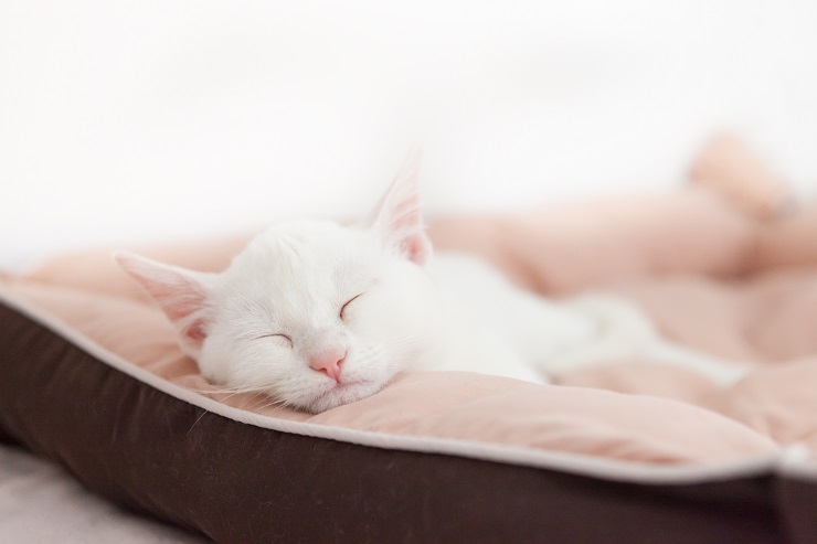 疲れたように眠る白猫