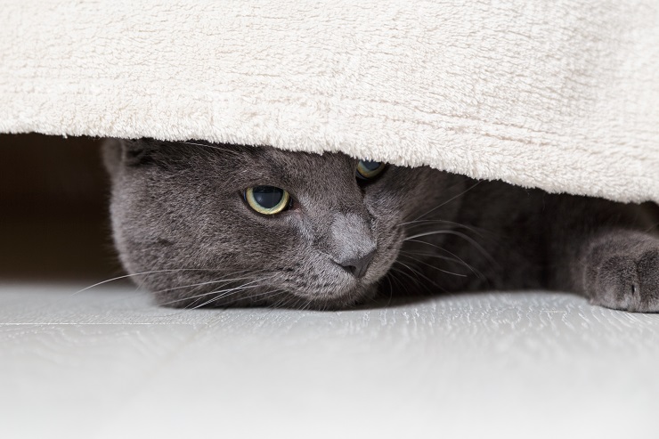 ベッドの下からこちらをじっと観察している猫
