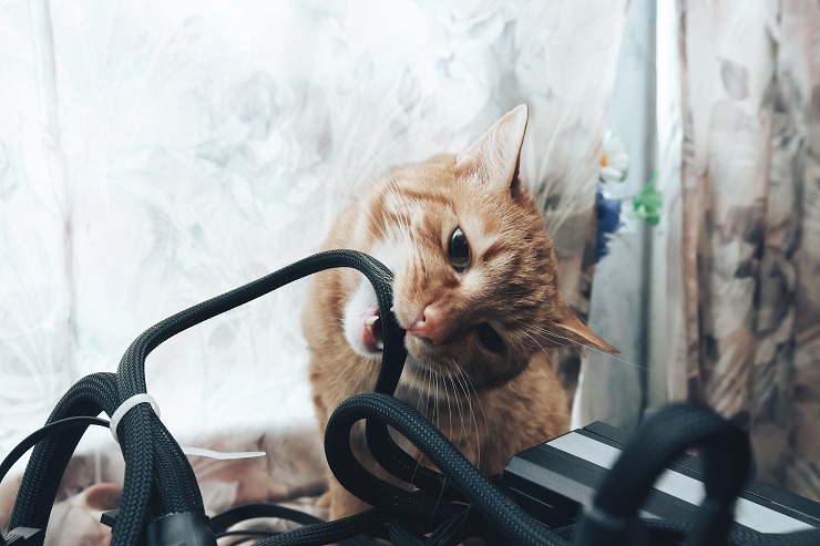 黒いコードに嚙みつく猫