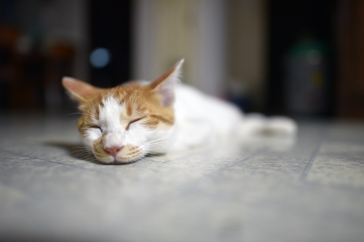 寝ている猫