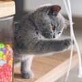コードにじゃれる子猫