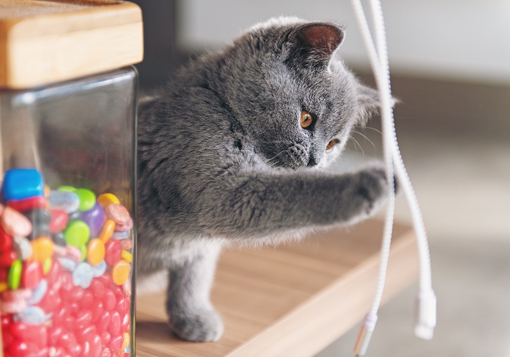 コードにじゃれる子猫