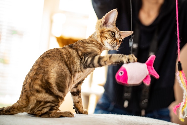 猫じゃらしで遊ぶ猫