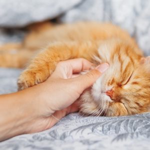 なんでられて気持ちよさそうにしている猫