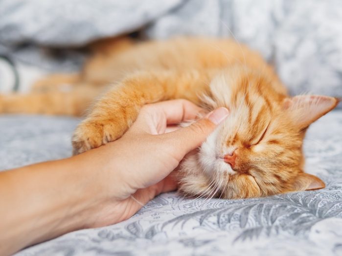 なんでられて気持ちよさそうにしている猫