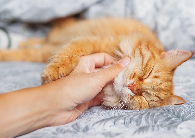 なんでられて気持ちよさそうにしている猫