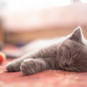 気持ちよさそうに眠る子猫