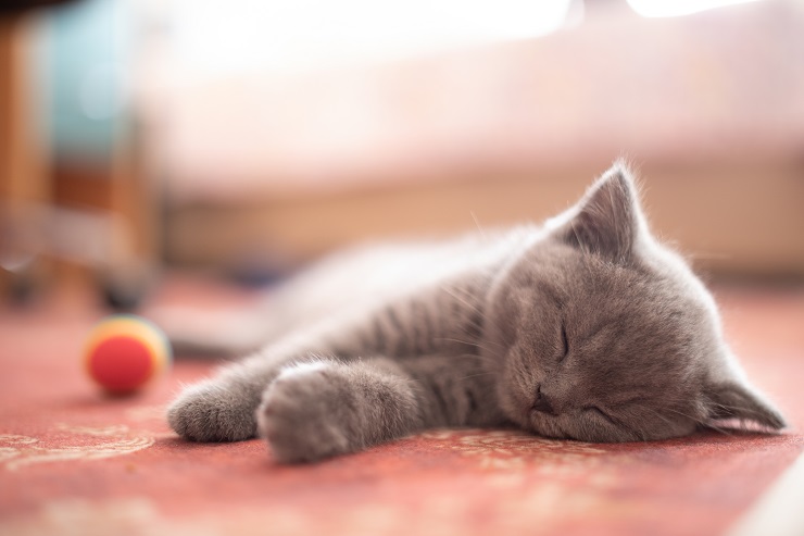 気持ちよさそうに眠る子猫