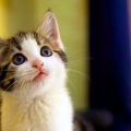 見上げるかわいい子猫