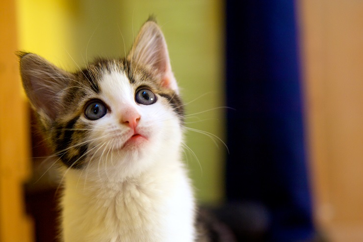 見上げるかわいい子猫
