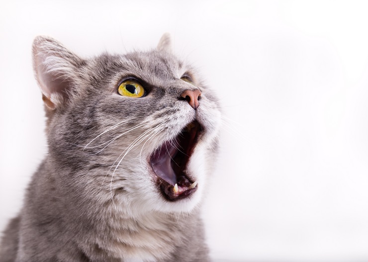 驚いた顔の猫