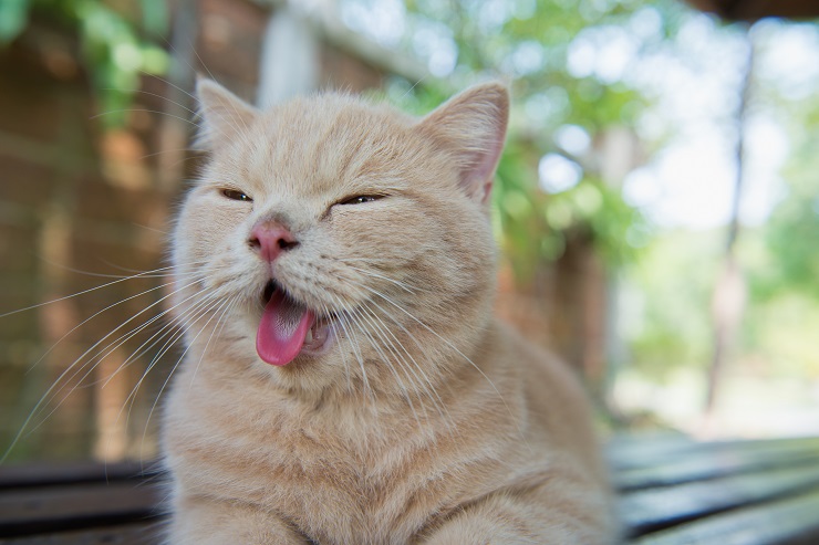 口をあけて舌を出している猫