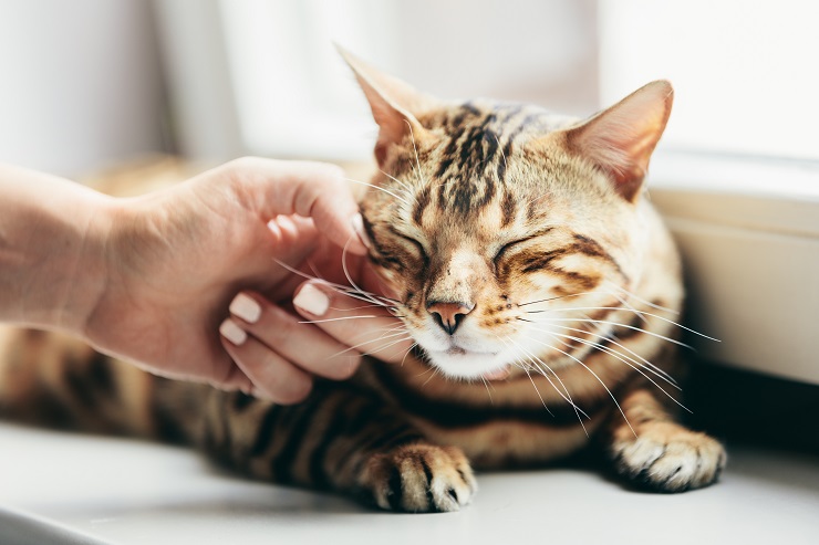 なでられてうっとりしている猫