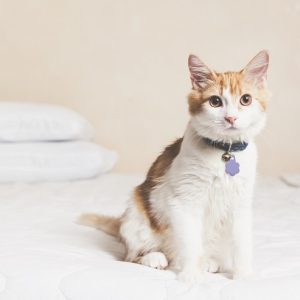 ベッドの上でこちらを見つめる猫