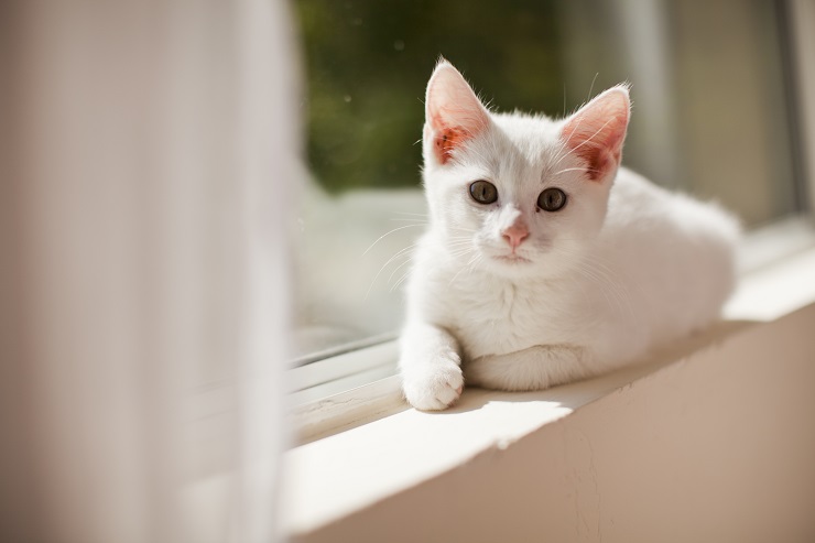 こちらを見つめる子猫
