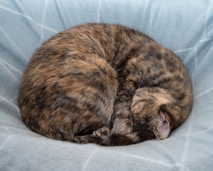 猫の寝方で体調がわかる？寝相・寝姿から猫の気持ちを読み解く 猫との暮らし大百科