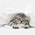 白い布に埋もれて寝る子猫