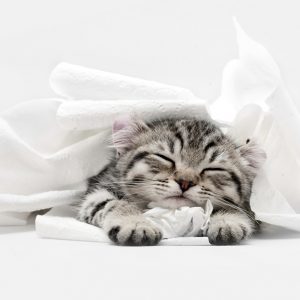 白い布に埋もれて寝る子猫