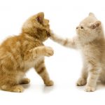 ギャッ 目に白い膜が これって目の病気 猫の瞬膜とそのトラブル 猫との暮らし大百科 ギャッ 目に白い膜が これって目の病気 猫の瞬膜とそのトラブル 猫との暮らし大百科