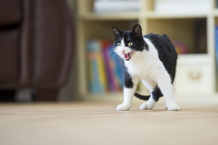 猫はどんなときに怒る 怒るとどうなる どうしたらいい 猫との暮らし大百科