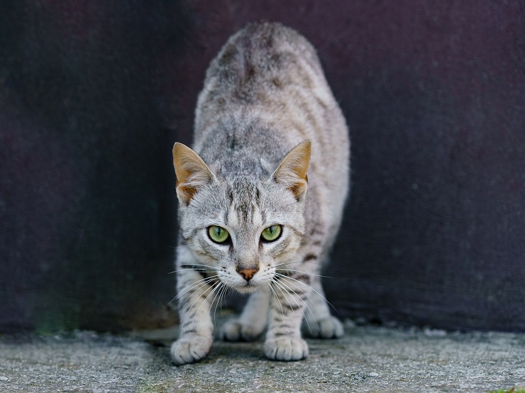 猫はどんなときに怒る 怒るとどうなる どうしたらいい 猫との暮らし大百科