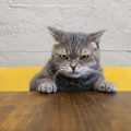 ムカついている猫